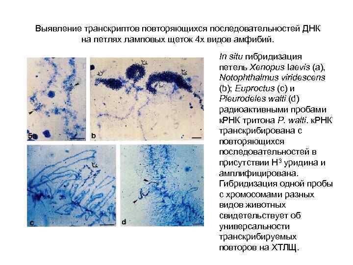 Выявление транскриптов повторяющихся последовательностей ДНК на петлях ламповых щеток 4 х видов амфибий. In