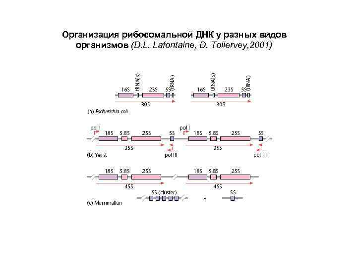 Организация рибосомальной ДНК у разных видов организмов (D. L. Lafontaine, D. Tollervey, 2001) 