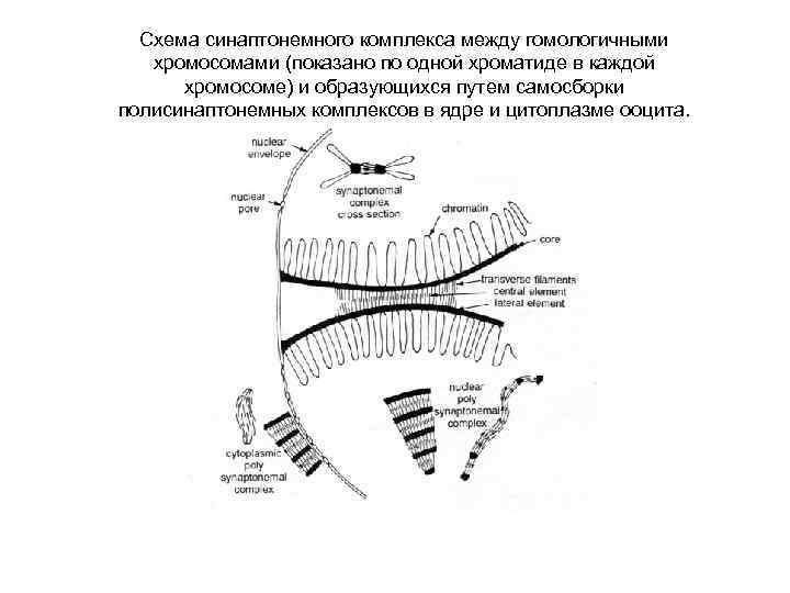 Схема вставочного диска между кардиомиоцитами