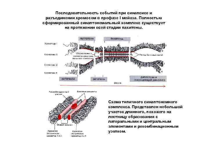 Последовательность событий при синапсисе и разъединении хромосом в профазе I мейоза. Полностью сформированный синаптонемальный