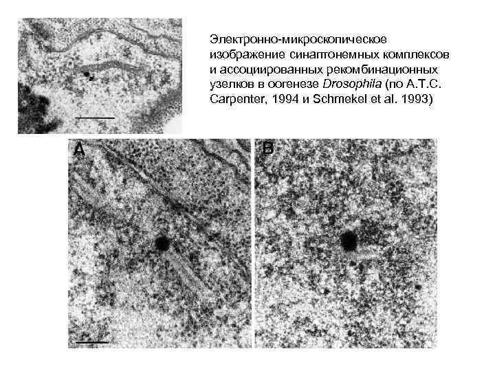 Электронно-микроскопическое изображение синаптонемных комплексов и ассоциированных рекомбинационных узелков в оогенезе Drosophila (по A. T.