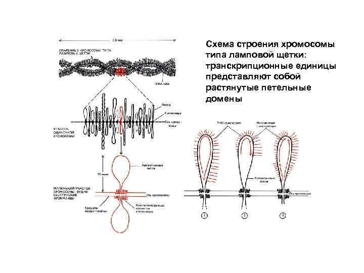 Особенности строения жизни связать. Хромосомы типа ламповых щеток строение. Схема хромосомы типа ламповых щеток. Хромосомы в виде ламповых щеток. Политенные хромосомы и хромосомы типа ламповых щеток..