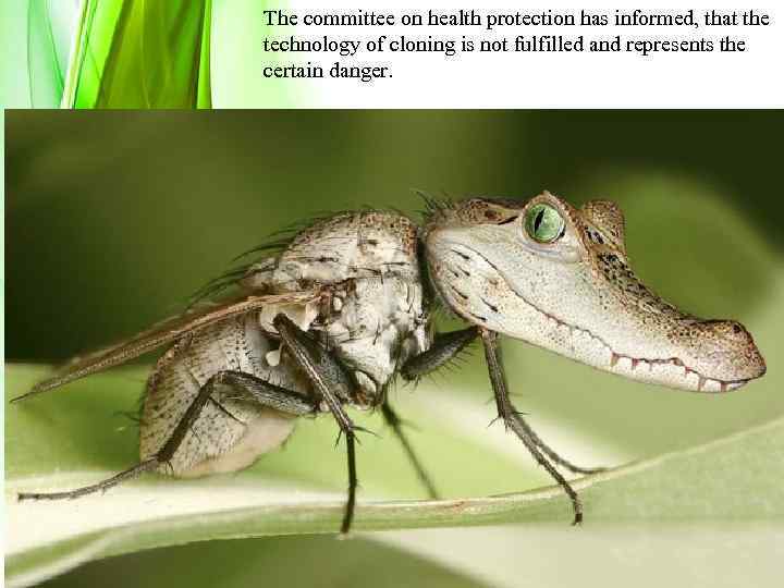 The committee on health protection has informed, that the technology of cloning is not