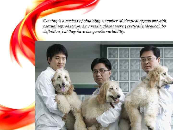 Cloning is a method of obtaining a number of identical organisms with asexual reproduction.