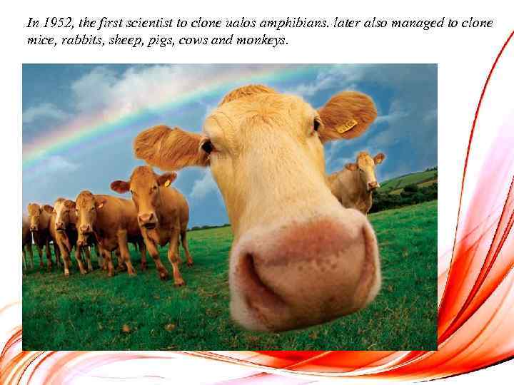 In 1952, the first scientist to clone ualos amphibians. later also managed to clone