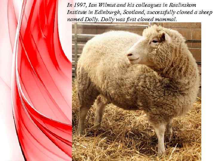 In 1997, Ian Wilmut and his colleagues in Roslinskom Institute in Edinburgh, Scotland, successfully
