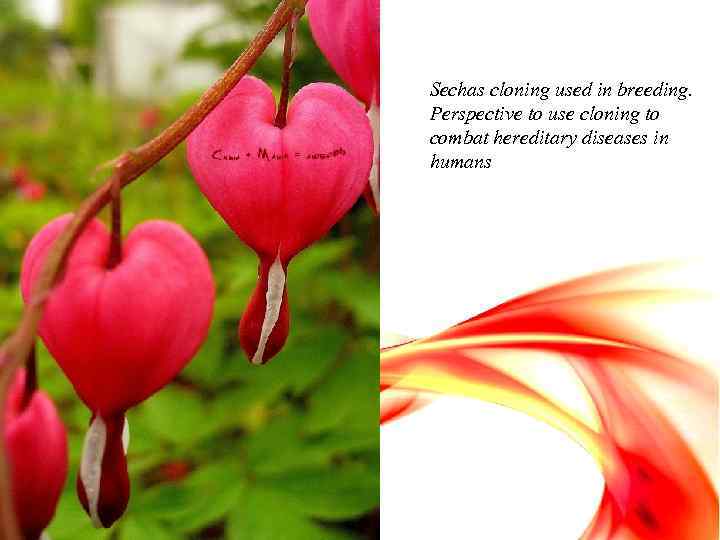 Sechas cloning used in breeding. Perspective to use cloning to combat hereditary diseases in