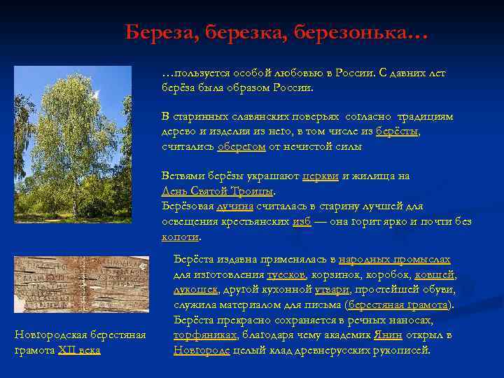 Береза, березка, березонька… …пользуется особой любовью в России. С давних лет берёза была образом