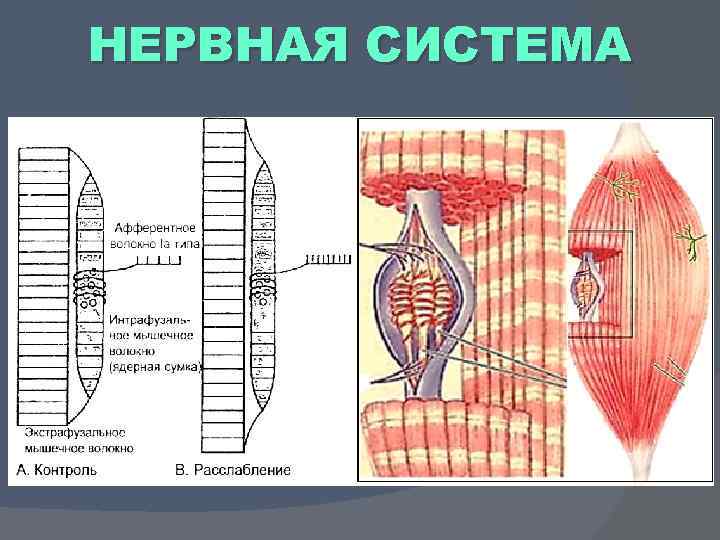 НЕРВНАЯ СИСТЕМА 