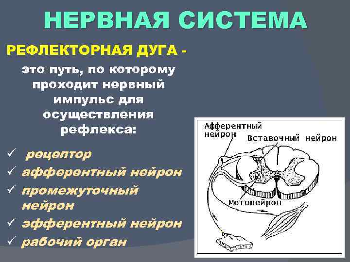 НЕРВНАЯ СИСТЕМА РЕФЛЕКТОРНАЯ ДУГА это путь, по которому проходит нервный импульс для осуществления рефлекса: