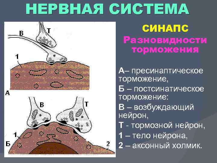 НЕРВНАЯ СИСТЕМА СИНАПС Разновидности торможения А– пресинаптическое торможение, Б – постсинатическое торможение: В –