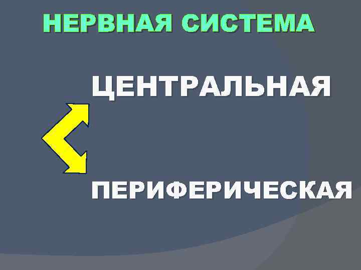 НЕРВНАЯ СИСТЕМА ЦЕНТРАЛЬНАЯ ПЕРИФЕРИЧЕСКАЯ 