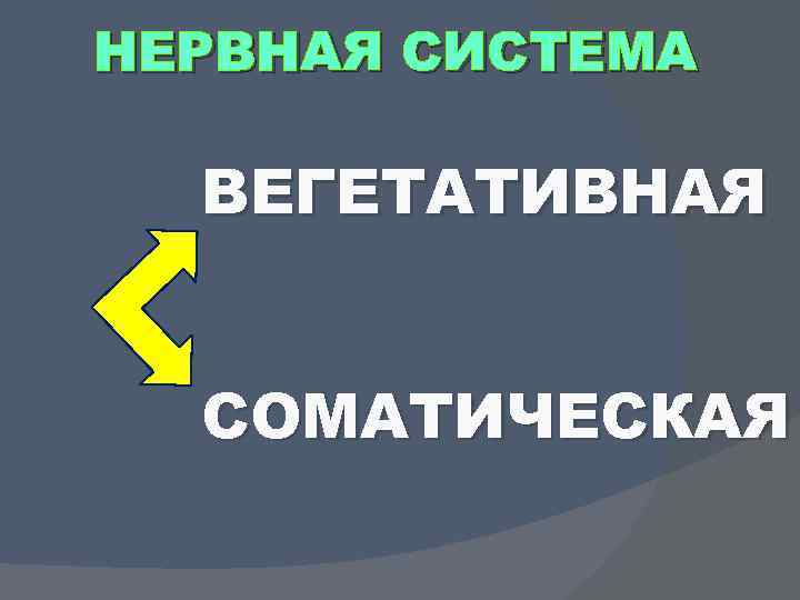 НЕРВНАЯ СИСТЕМА ВЕГЕТАТИВНАЯ СОМАТИЧЕСКАЯ 