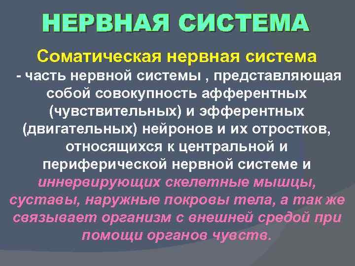 НЕРВНАЯ СИСТЕМА Соматическая нервная система - часть нервной системы , представляющая собой совокупность афферентных