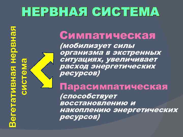 Вегетативная нервная система НЕРВНАЯ СИСТЕМА Симпатическая (мобилизует силы организма в экстренных ситуациях, увеличивает расход