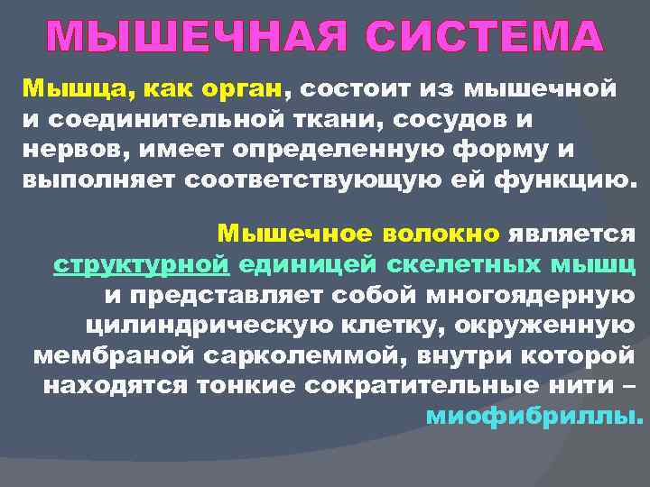 МЫШЕЧНАЯ СИСТЕМА Мышца, как орган, состоит из мышечной и соединительной ткани, сосудов и нервов,