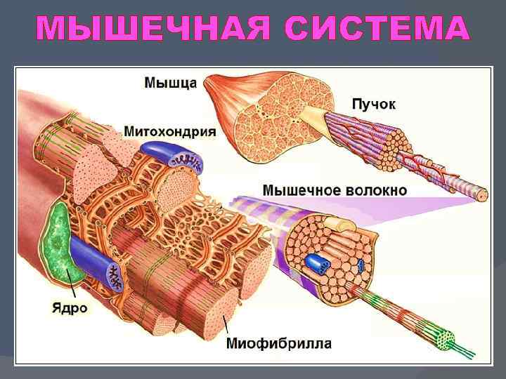 МЫШЕЧНАЯ СИСТЕМА 