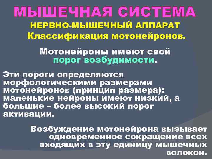 МЫШЕЧНАЯ СИСТЕМА НЕРВНО МЫШЕЧНЫЙ АППАРАТ Классификация мотонейронов. Мотонейроны имеют свой порог возбудимости. Эти пороги