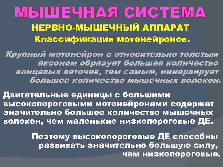 МЫШЕЧНАЯ СИСТЕМА НЕРВНО МЫШЕЧНЫЙ АППАРАТ Классификация мотонейронов. Крупный мотонейрон с относительно толстым аксоном образует