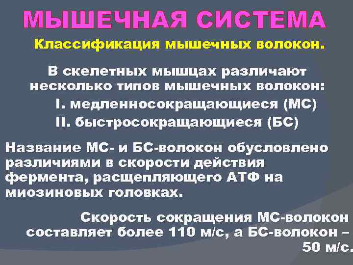 МЫШЕЧНАЯ СИСТЕМА Классификация мышечных волокон. В скелетных мышцах различают несколько типов мышечных волокон: I.