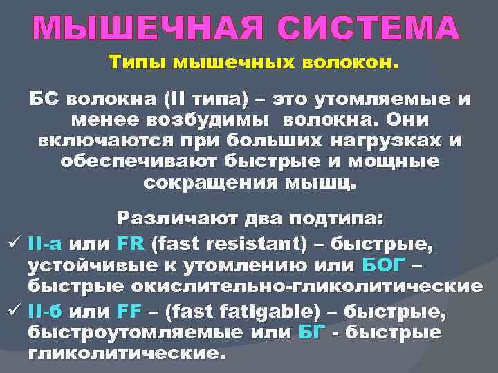 МЫШЕЧНАЯ СИСТЕМА Типы мышечных волокон. БС волокна (II типа) – это утомляемые и менее