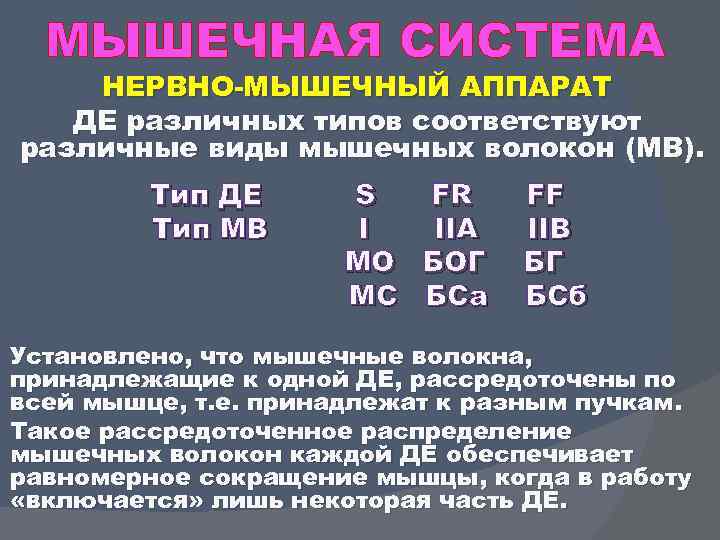 МЫШЕЧНАЯ СИСТЕМА НЕРВНО МЫШЕЧНЫЙ АППАРАТ ДЕ различных типов соответствуют различные виды мышечных волокон (МВ).