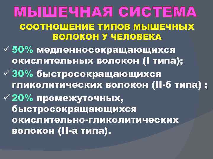 МЫШЕЧНАЯ СИСТЕМА СООТНОШЕНИЕ ТИПОВ МЫШЕЧНЫХ ВОЛОКОН У ЧЕЛОВЕКА ü 50% медленносокращающихся окислительных волокон (I