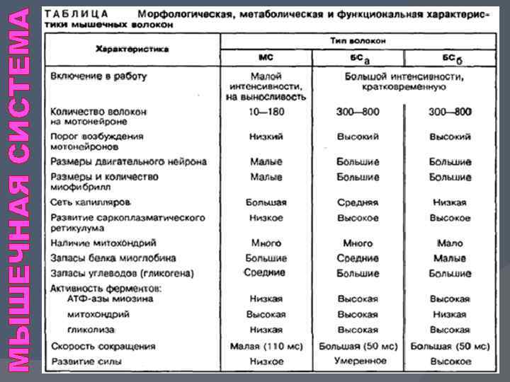 МЫШЕЧНАЯ СИСТЕМА 