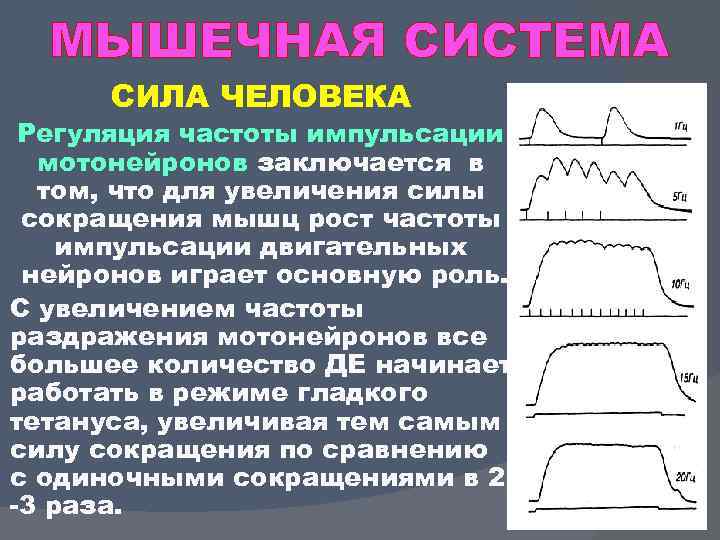 МЫШЕЧНАЯ СИСТЕМА СИЛА ЧЕЛОВЕКА Регуляция частоты импульсации мотонейронов заключается в том, что для увеличения