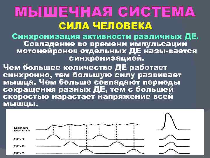 МЫШЕЧНАЯ СИСТЕМА СИЛА ЧЕЛОВЕКА Синхронизация активности различных ДЕ. Совпадение во времени импульсации мотонейронов отдельных