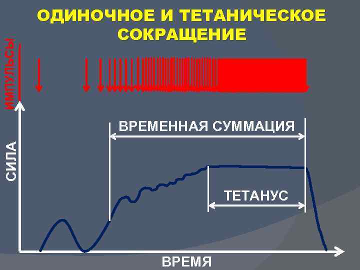 ИМПУЛЬСЫ ОДИНОЧНОЕ И ТЕТАНИЧЕСКОЕ СОКРАЩЕНИЕ СИЛА ВРЕМЕННАЯ СУММАЦИЯ ТЕТАНУС ВРЕМЯ 