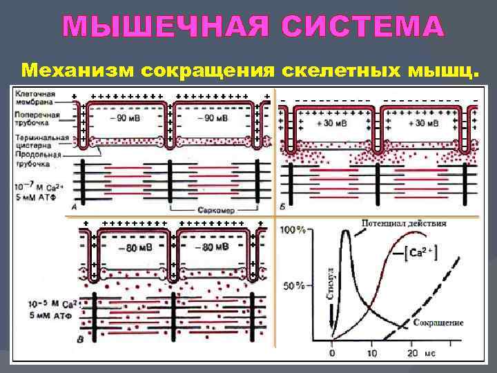 МЫШЕЧНАЯ СИСТЕМА Механизм сокращения скелетных мышц. 