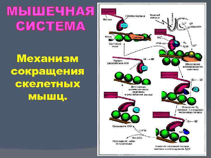 МЫШЕЧНАЯ СИСТЕМА Механизм сокращения скелетных мышц. 