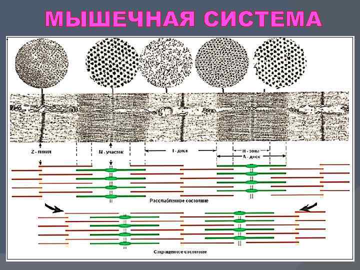 МЫШЕЧНАЯ СИСТЕМА 