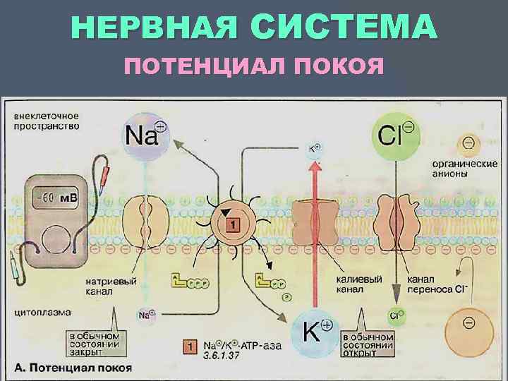 НЕРВНАЯ СИСТЕМА ПОТЕНЦИАЛ ПОКОЯ 