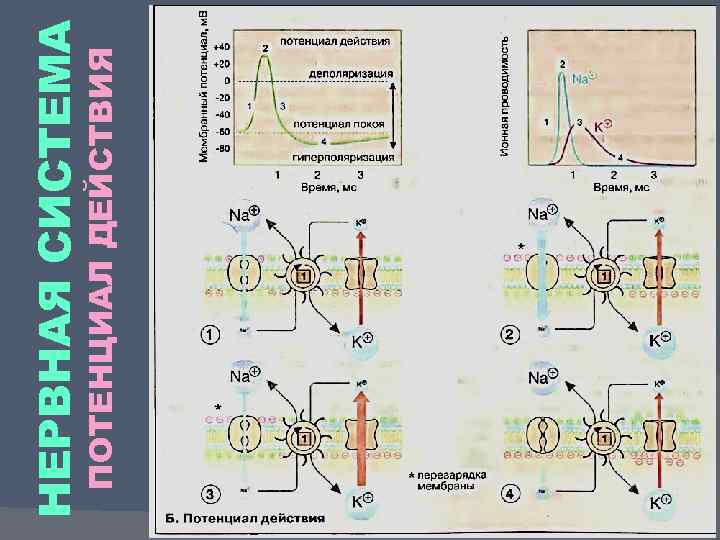 ПОТЕНЦИАЛ ДЕЙСТВИЯ НЕРВНАЯ СИСТЕМА 