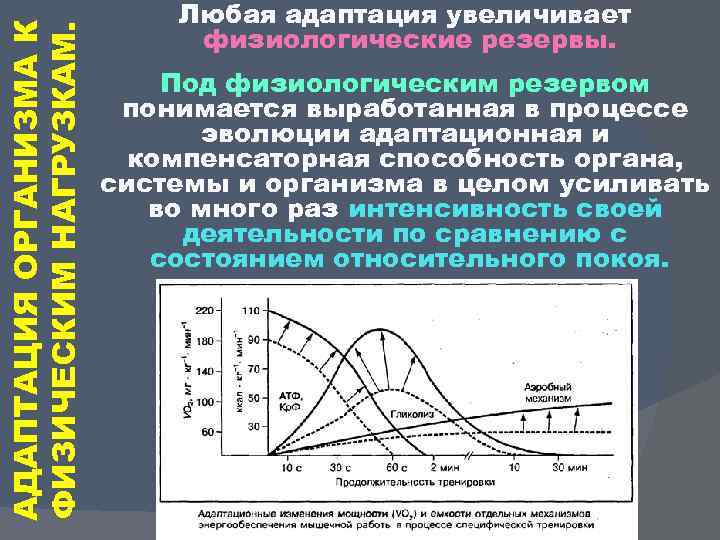 АДАПТАЦИЯ ОРГАНИЗМА К ФИЗИЧЕСКИМ НАГРУЗКАМ. Любая адаптация увеличивает физиологические резервы. Под физиологическим резервом понимается