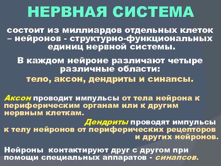 НЕРВНАЯ СИСТЕМА состоит из миллиардов отдельных клеток – нейронов структурно функциональных единиц нервной системы.