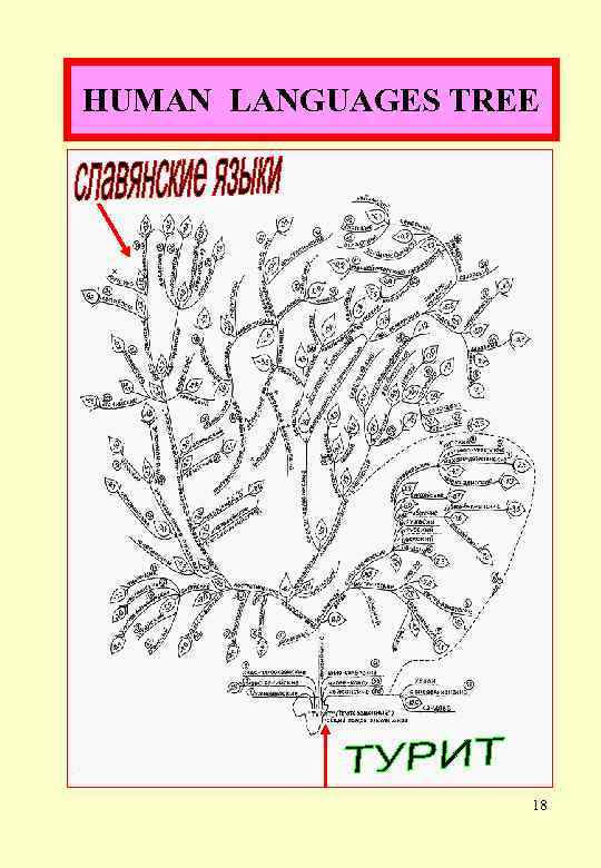 HUMAN LANGUAGES TREE 18 
