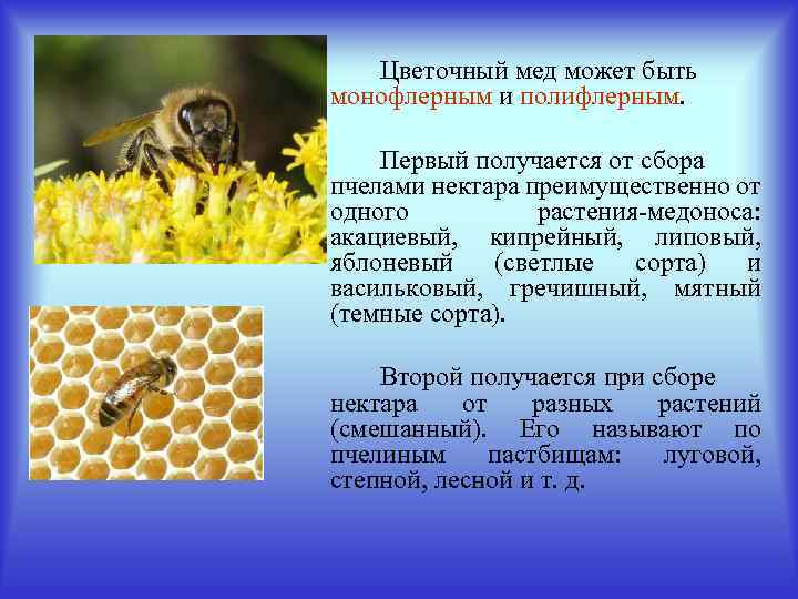 Цветочный мед может быть монофлерным и полифлерным. Первый получается от сбора пчелами нектара преимущественно