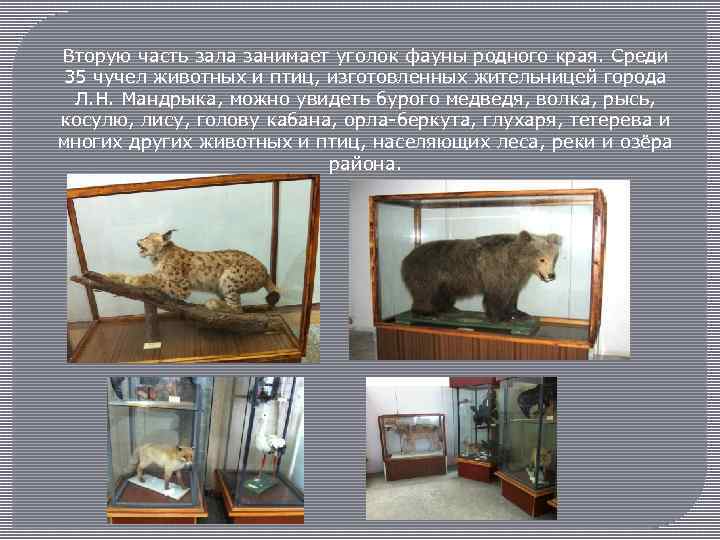 Вторую часть зала занимает уголок фауны родного края. Среди 35 чучел животных и птиц,