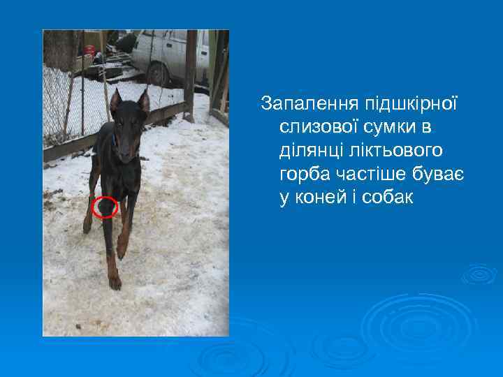 Запалення підшкірної слизової сумки в ділянці ліктьового горба частіше буває у коней і собак