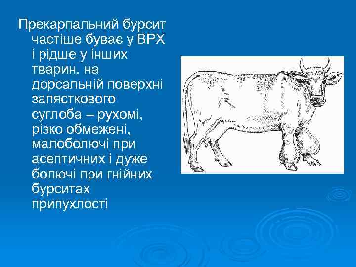 Прекарпальний бурсит частіше буває у ВРХ і рідше у інших тварин. на дорсальній поверхні