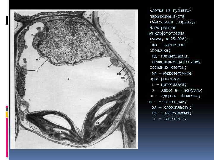 Клетка из губчатой паренхимы листа (Verbascum thapsus). Электронная микрофотография (увел, х 25 000):