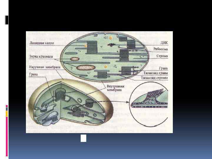 Строение хлоропласта 