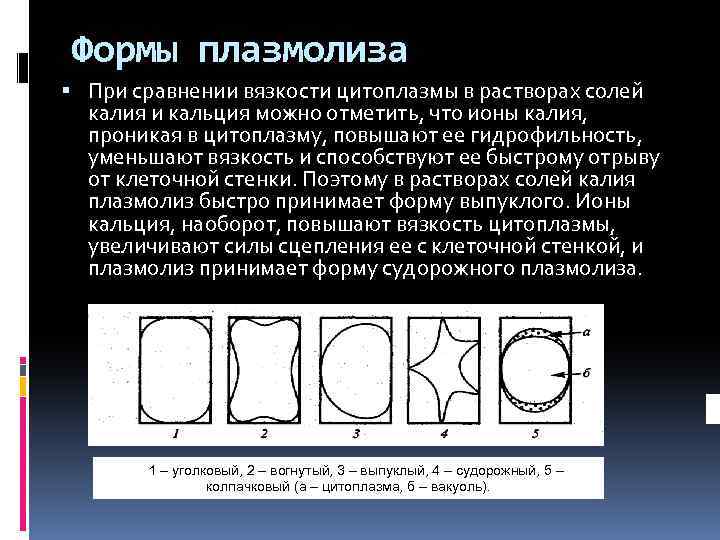 Как видно на рисунках 1 3 живое содержимое растительной клетки во время плазмолиза уменьшается в