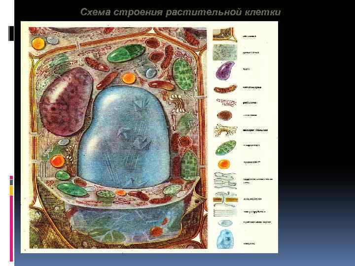Схема строения растительной клетки 