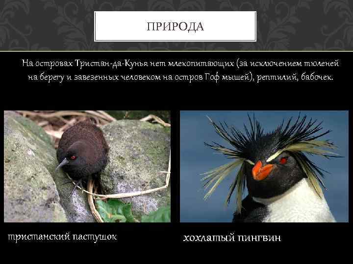 ПРИРОДА На островах Тристан-да-Кунья нет млекопитающих (за исключением тюленей на берегу и завезенных человеком