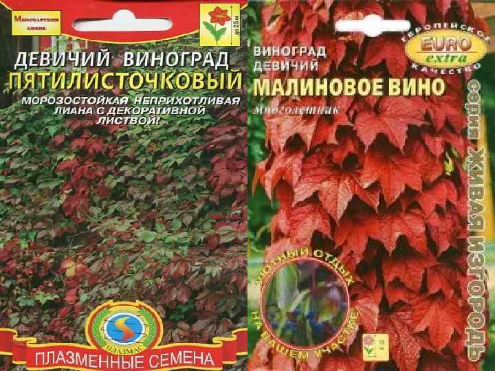 Малиновое Вино Где Купить