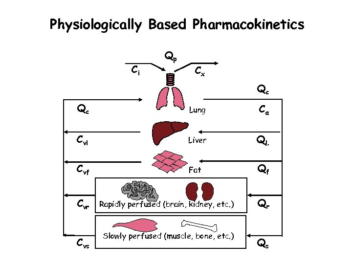 Physiologically Based Pharmacokinetics Ci Qp Cx Qc Qc Lung Ca Cvl Liver QL Cvf